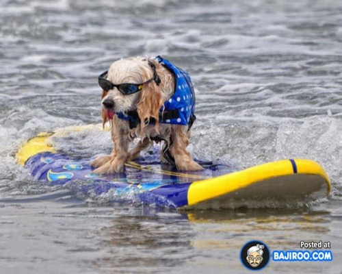 funny-dogs-surfing-on-wave-water-sea-pics-images-27