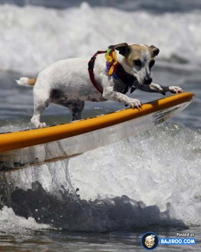 funny-dogs-surfing-on-wave-water-sea-pics-images-28