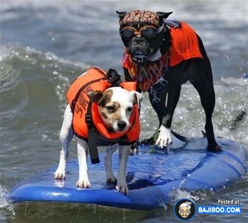 funny-dogs-surfing-on-wave-water-sea-pics-images-29