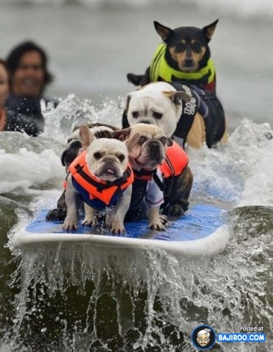 funny-dogs-surfing-on-wave-water-sea-pics-images