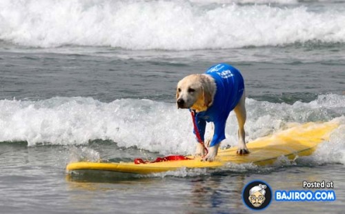 funny-dogs-surfing-on-wave-water-sea-pics-images-4