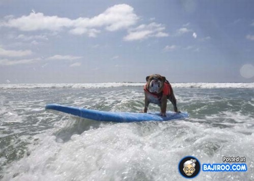 funny-dogs-surfing-on-wave-water-sea-pics-images-5
