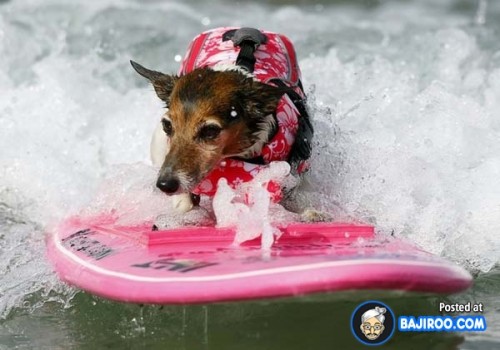 funny-dogs-surfing-on-wave-water-sea-pics-images-6