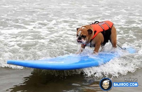 funny-dogs-surfing-on-wave-water-sea-pics-images-7