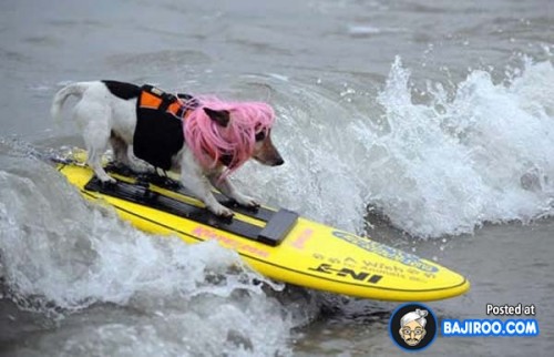 funny-dogs-surfing-on-wave-water-sea-pics-images-8