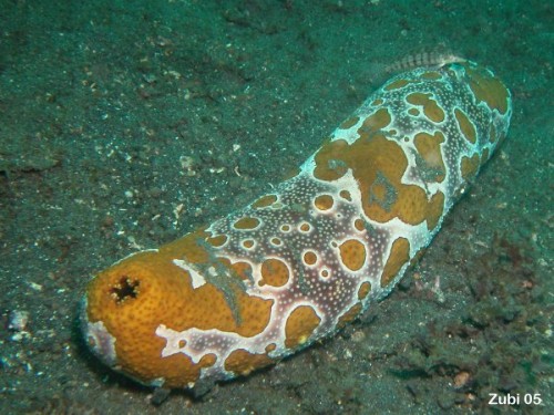 sea cucumber