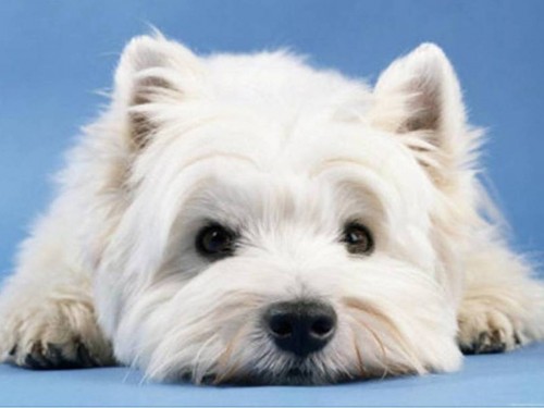 westie3