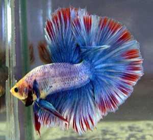 Betta-Fish