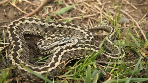 Specie de viperă considerată dispărută descoperită în România!