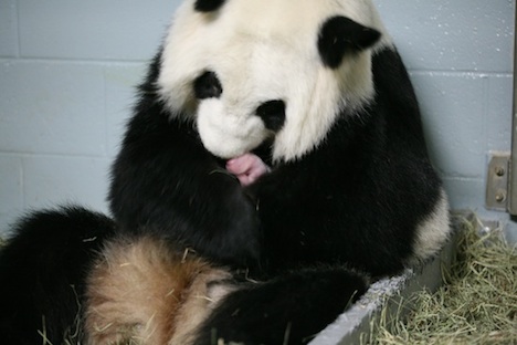 atlanta-zoo-giant-panda-with-baby-opener