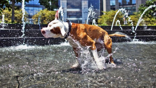 dog+hot+weather