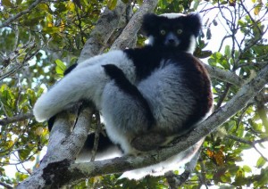 indri-indri-lemur