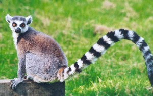ring-tailed-lemur