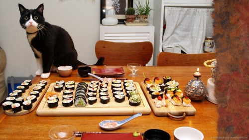 sushi-cat