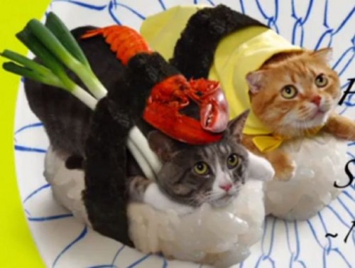 sushicats