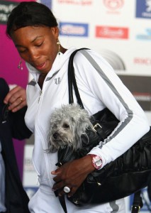 venus-williams-dog-86356399