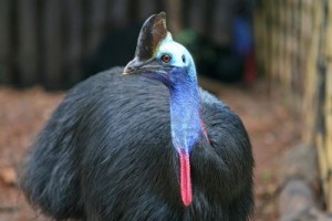 1052907-de-zuidelijke-kasuaris-is-de-grootste-vogel-in-australiafa-en-de-tweede-grootste-vogel-ter-wereld