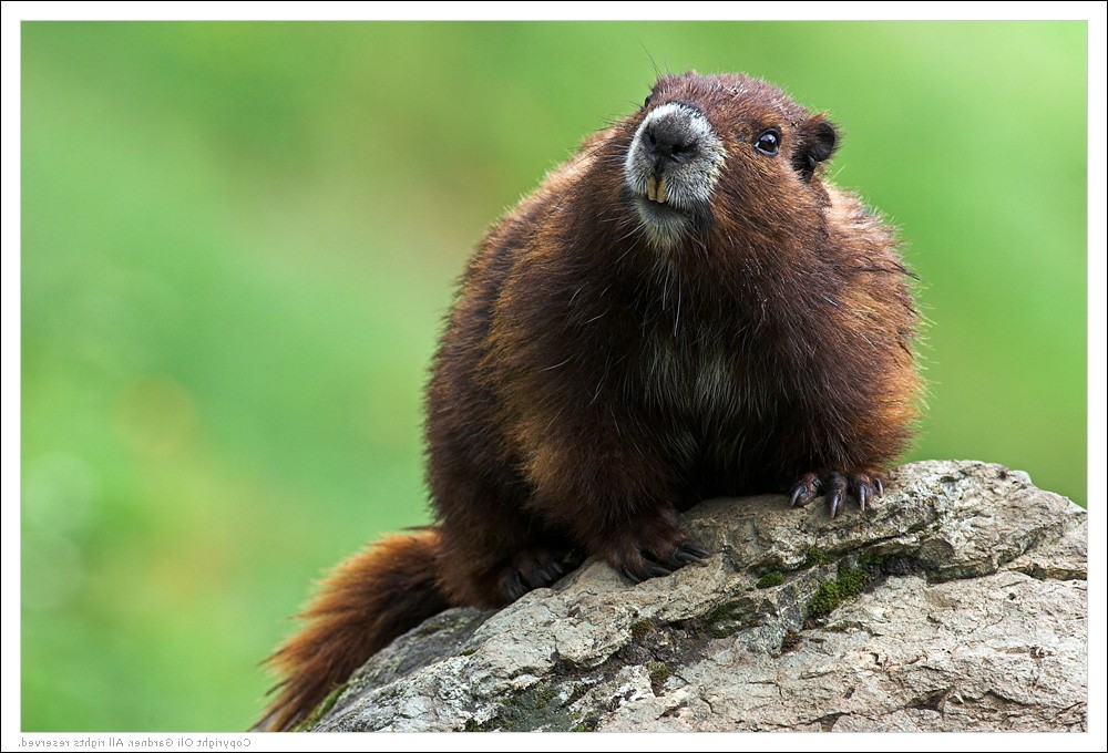 O marmotă