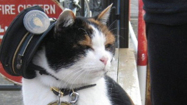 O gară din Japonia a fost salvată de la FALIMENT de o pisică