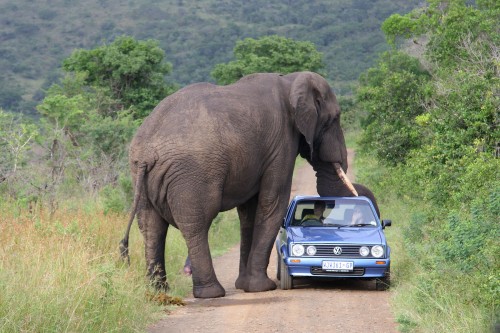 Un elefant a atacat un grup de turiști