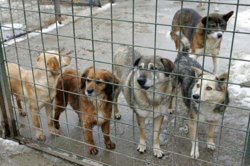 PICĂTURA de NOROC a câinilor din Constanța! Uite ce nu mai au voie să facă SRL-urile!
