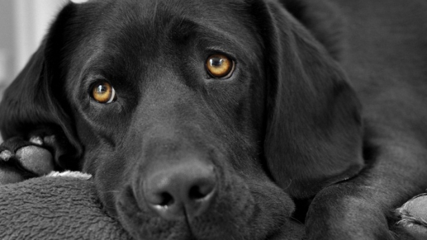 Un Labrador Retriever