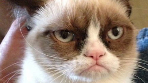 grumpy cat