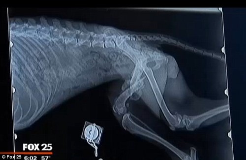 radiografia arata cat de rau a fost batuta 