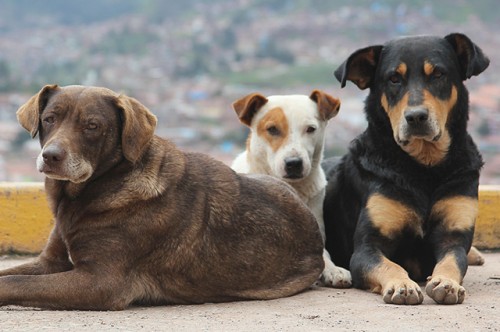 three-stray-dogs