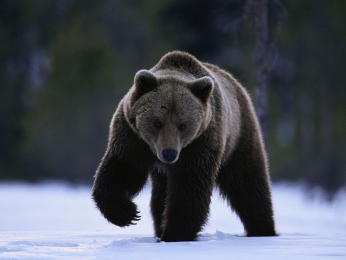 Brown Bear Walking in Snow ca. 2001