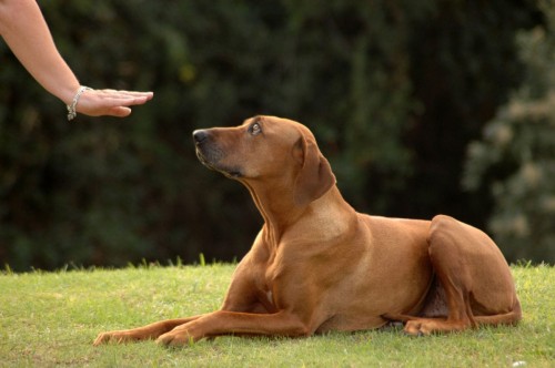 Dog training lie down