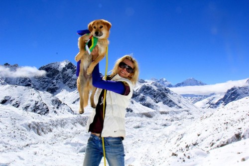 Dog climbs Everest