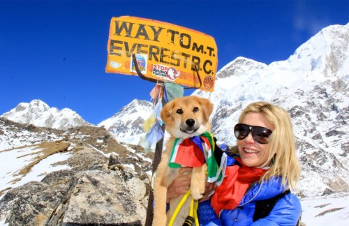 Dog climbs Everest