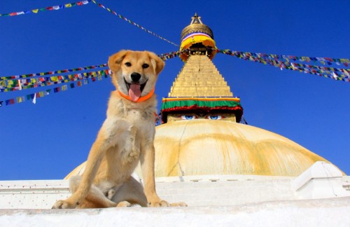 Dog climbs Everest