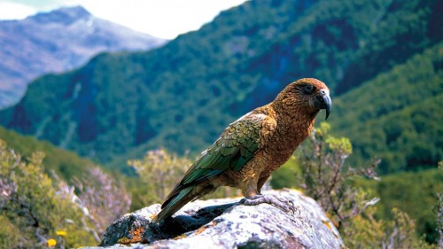 kea 1