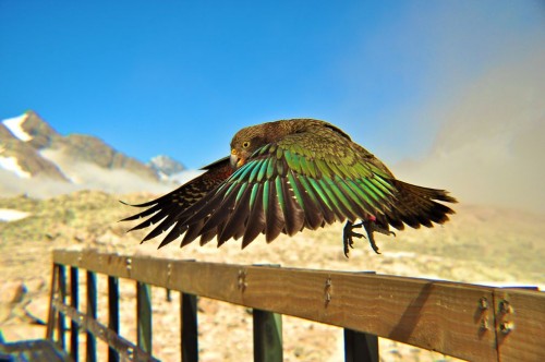 kea 4