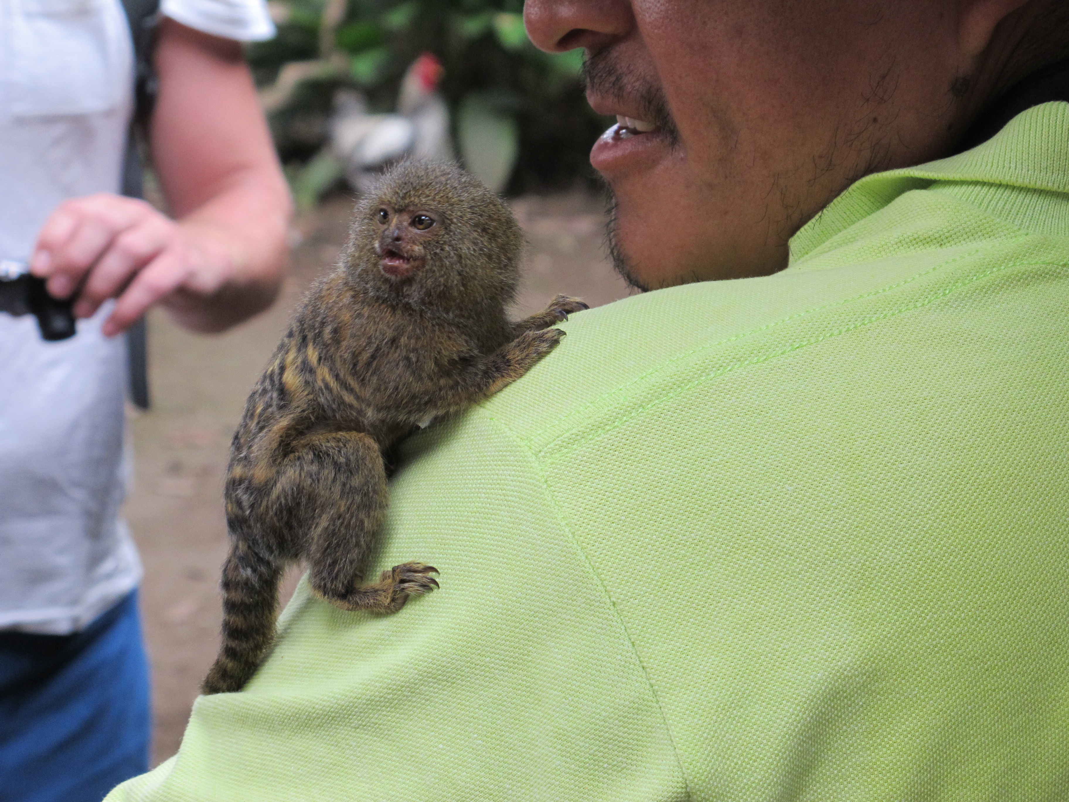 Maimuţa De Buzunar Noul Animal De Companie Animal Zoo