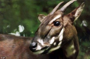 saola