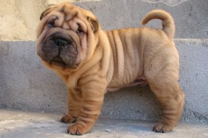 Rase de câini ridate; Shar pei