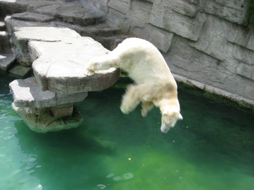 Tiergarten_Schoenbrunn_Eisbaer