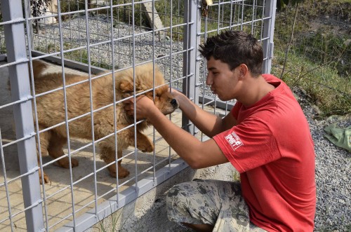 Unul dintre cateii care inveselesc cimitirul animalelor