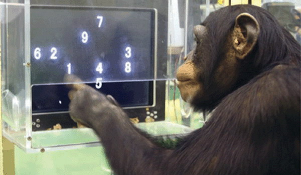 cimpanzei-memorie