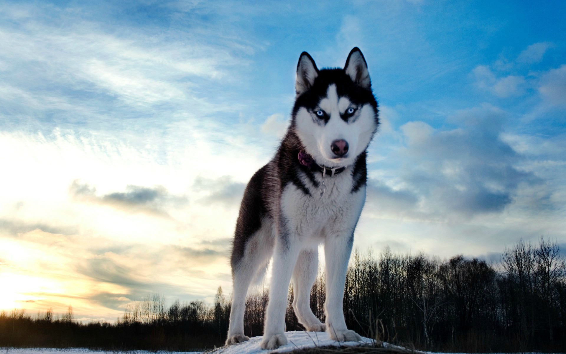 Cei Trei Fii Ai Zăpezilor Husky Samoyed Si Akita Inu