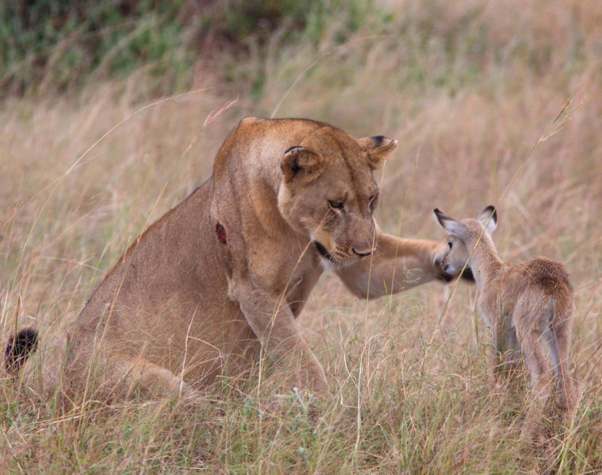 leoaica a adoptat un pui de antilopa