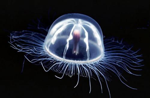 meduza -3