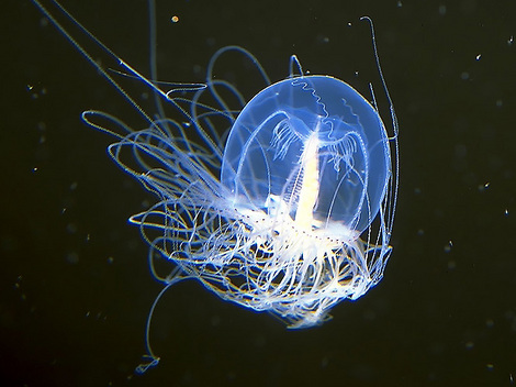 meduza 4