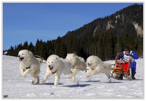 samoyed