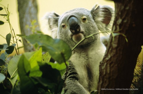 zoo-schoenbrunn-vienna-austria