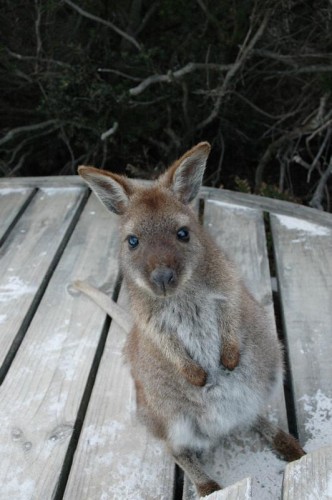 02-2 wallaby