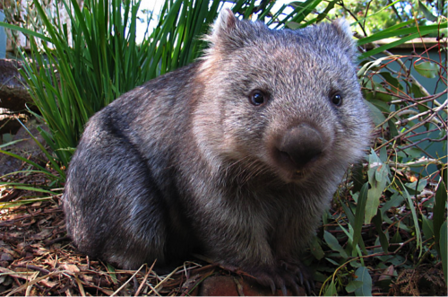 03 - wombat